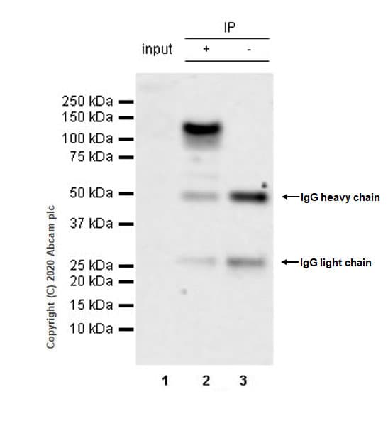 Anti-BRD1/BRL antibody [EPR12960](AB181060)