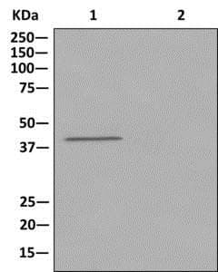 Anti-PAR6 antibody [EPR12378] - N-terminal(AB180159)