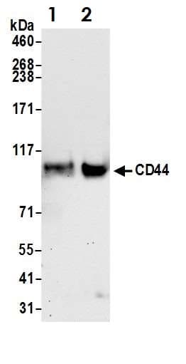 Anti-CD44 antibody(AB157107)