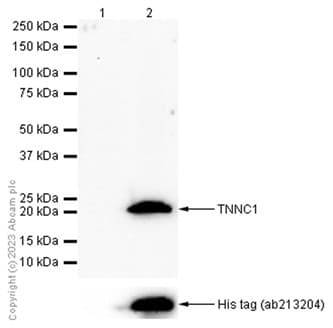 Anti-TNNC1 antibody [EPR9692(B)] - BSA and Azide free(AB248838)