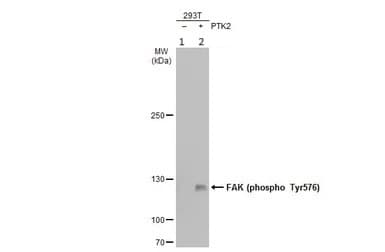 Anti-FAK (phospho Y576) antibody(AB226847)