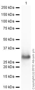 Recombinant A. victoria GFP protein(ab84191)