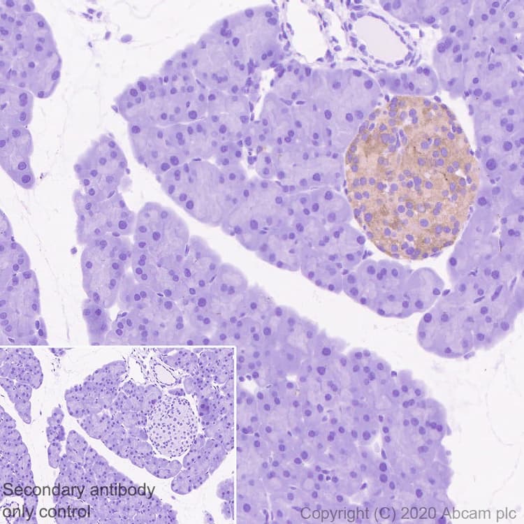 Synaptic Marker (Synaptophysin, Synapsin1, PSD95, VAMP2) Antibody Sampler Panel - Human, Mouse(AB263463)