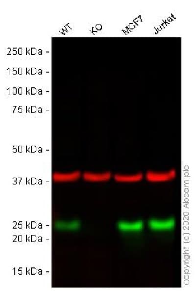 Anti-MGMT antibody [MT3.1](AB39253)