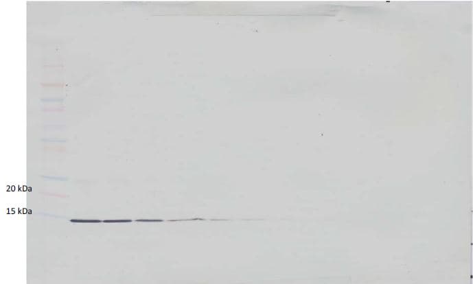 Biotin Gm Csf Antibody Ab271265  Western Blot Img55006