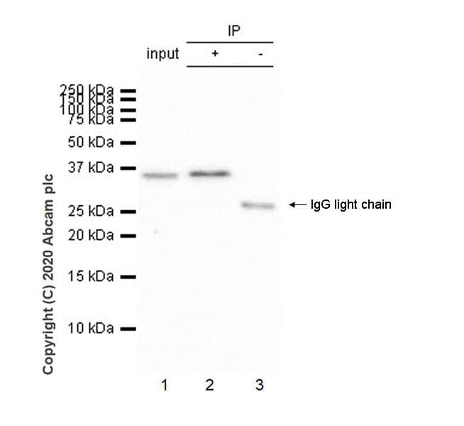 Il 9 Antibody Epr23484 151 Bsa And Azide Free Ab272699  Immunoprecipitation Img9556