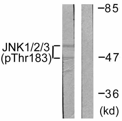 Anti-JNK1 + JNK2 + JNK3 (phospho T183 + Y185) antibody(ab59196)