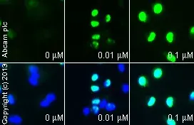 Anti-Histone H3 (acetyl K9) antibody - ChIP Grade(AB10812)