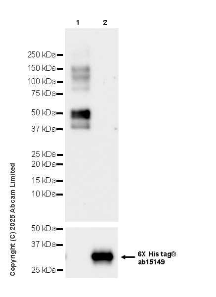 Anti-6X His tag® antibody [AD1.1.10](AB15149)
