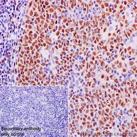Anti-PAX5 antibody [EPR3730(2)](AB109443)