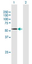 Cyclin A1 Antibody Ab172317  Western Blot Img156462