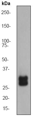 Tgif Antibody Ep637y Bsa And Azide Free Ab236005  Western Blot Img141266