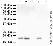 Anti-Histone H3 antibody(AB18521)