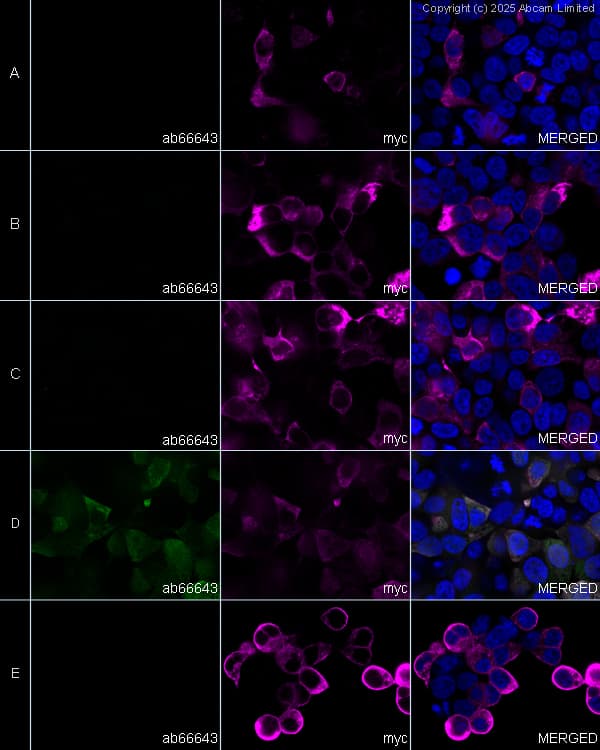 Anti-Myc tag antibody(AB9106)