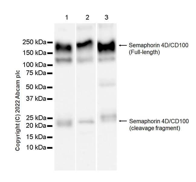 Semaphorin 4d Cd100 Antibody 30 Cd100 Ab307685  Western Blot Img408437