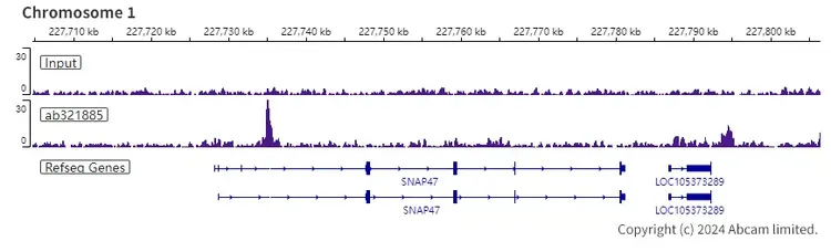 Anti-KAT2A / GCN5 antibody [EPR28321-83](AB321885)