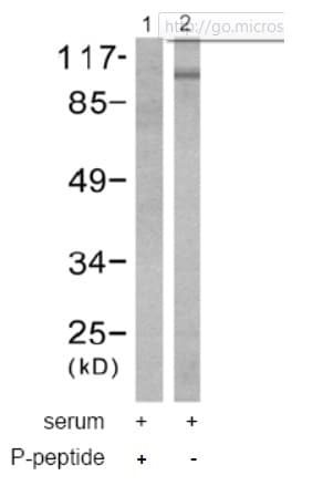 Anti-EEF2/Elongation factor 2 (phospho T56) antibody(AB53114)