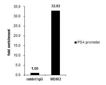 Mdm2 Antibody Chip Grade Ab226939  Chip Img92904