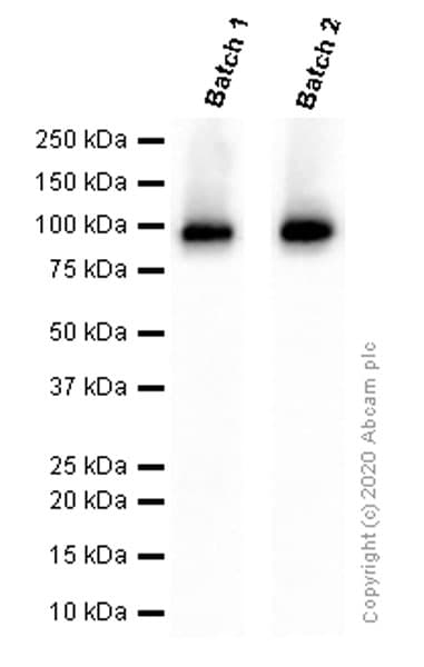 Anti-Fibroblast activation protein, alpha antibody [EPR20021] - BSA and Azide free(AB271976)
