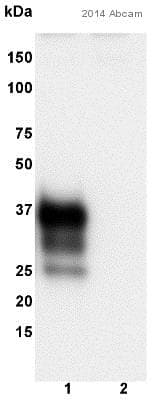 Prion Protein Prp Antibody 8h4 Ab61409  Western Blot Img55928