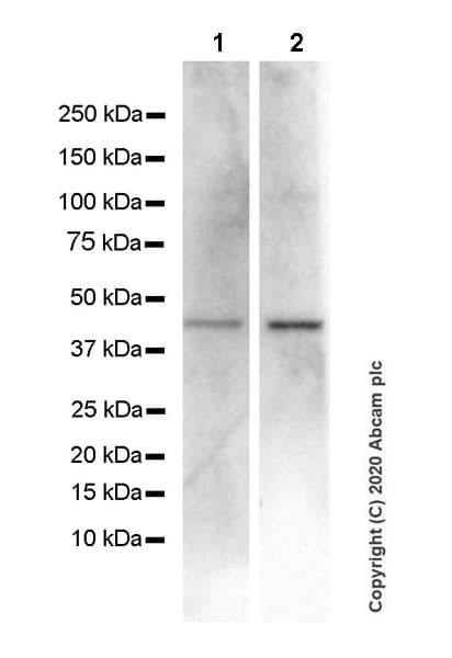 Cxcr5 Antibody Epr23463 30 Ab254415  Western Blot Img9651