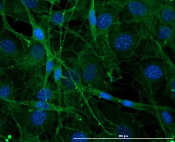 Anti-Connexin 43 / GJA1 antibody(AB235282)