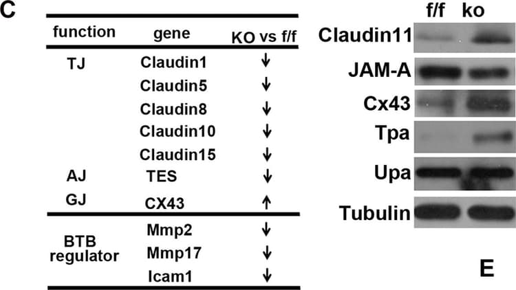 Anti-Oligodendrocyte Specific Protein antibody - Oligodendrocyte Marker(AB53041)