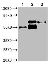 Bcg1 Antibody Ab236592  Immunoprecipitation Img70430