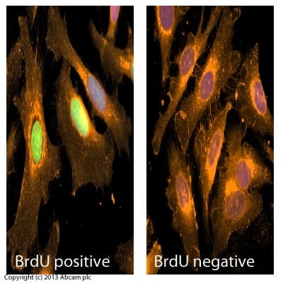 Anti-BrdU antibody [BU1/75 (ICR1)] - BSA and Azide free(AB264079)