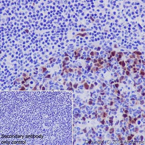 Cyclin A2 Antibody Epr17351 Bsa And Azide Free Ab231164  Immunohistochemistry Formalin Pfa Fixed Paraffin Embedded Sections Img112871