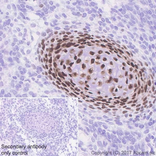 Anti-Sp7 / Osterix antibody [EPR21034] - BSA and Azide free(ab227820)