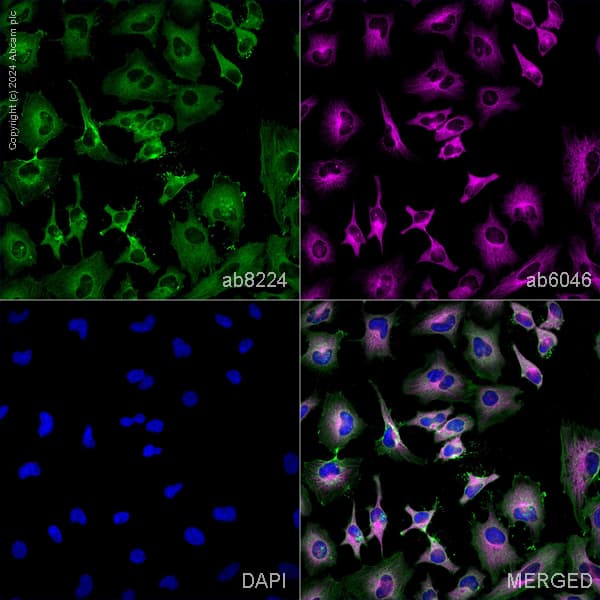 Anti-beta Actin antibody [mAbcam 8224] - Loading Control(AB8224)