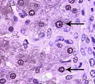 Anti-XBP1 antibody(AB37152)