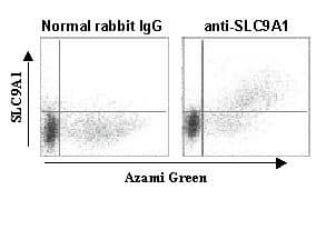 Anti-Sodium/Hydrogen Exchanger 1/NHE-1 antibody(AB230449)