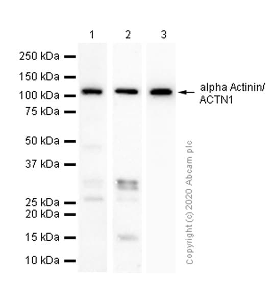 Alpha Actinin Actn1 Antibody Ep2527y Bsa And Azide Free Ab239858  Western Blot Img3550