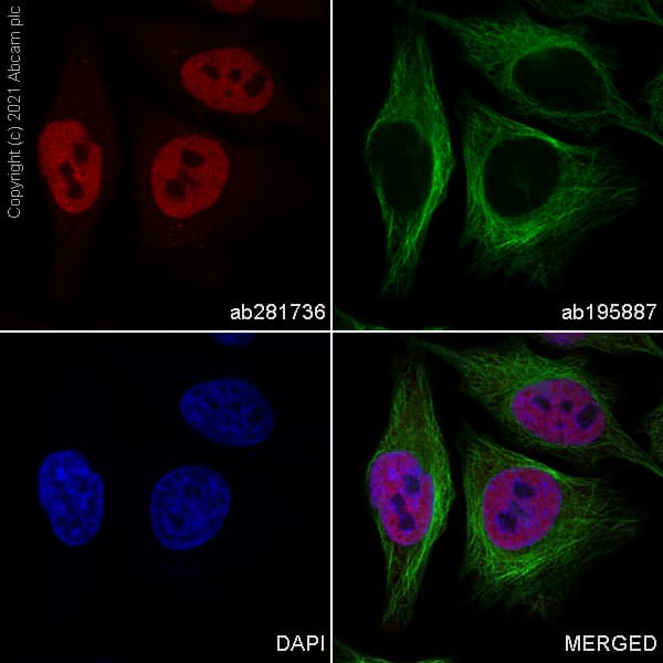 Alexa Fluor® 647 Anti-HDAC1 antibody [EPR23847-170](AB281736)