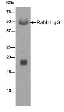 Anti-PLP2 antibody [EPR14238(B)] - BSA and Azide free(AB250143)