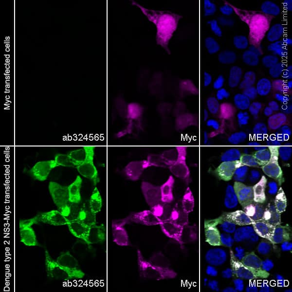 Alexa Fluor® 594 Anti-Myc tag antibody [9E10](AB223894)