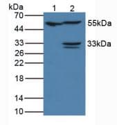 Anti-IL-18R1 antibody(ab231565)