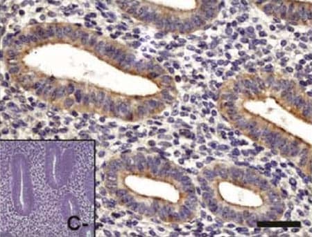 Anti-PKC zeta antibody(ab59364)