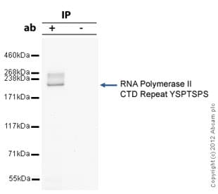 Anti-RNA polymerase II CTD repeat YSPTSPS antibody - ChIP Grade(AB26721)