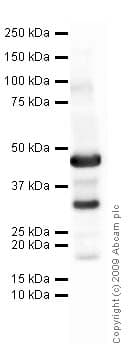 Anti-PDGF BB antibody(AB9704)