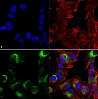 Anti-AMBRA1 antibody(AB223351)