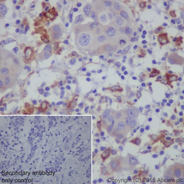 Granulin Antibody Epr15864 Low Endotoxin Azide Free Ab225532  Immunohistochemistry Formalin Pfa Fixed Paraffin Embedded Sections Img28221