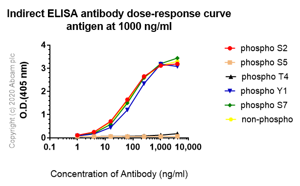 Anti-RNA polymerase II CTD repeat YSPTSPS antibody [1C7](ab252854)