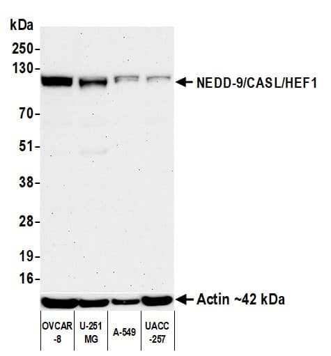 Anti-NEDD-9/CASL/HEF1 antibody [BLR248L] - BSA free(AB314111)
