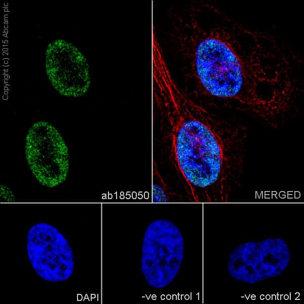Anti-EHMT2/G9A antibody [EPR18894] - ChIP Grade - BSA and Azide free(AB240289)
