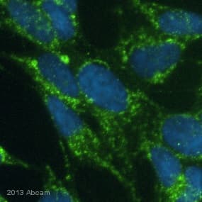 Anti-PDHA1 antibody [9H9AF5](AB110330)
