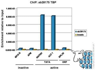 Anti-TATA binding protein TBP antibody(AB28175)