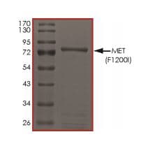 Recombinant human Met (c-Met) (mutated F1200I) protein (Active)(AB268766)